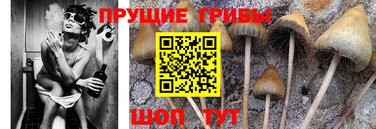 Псилоцибиновые грибы GOLDEN TEACHER  Галлюциногенные грибы Magic Shrooms  Вход с VPN  Гусев 